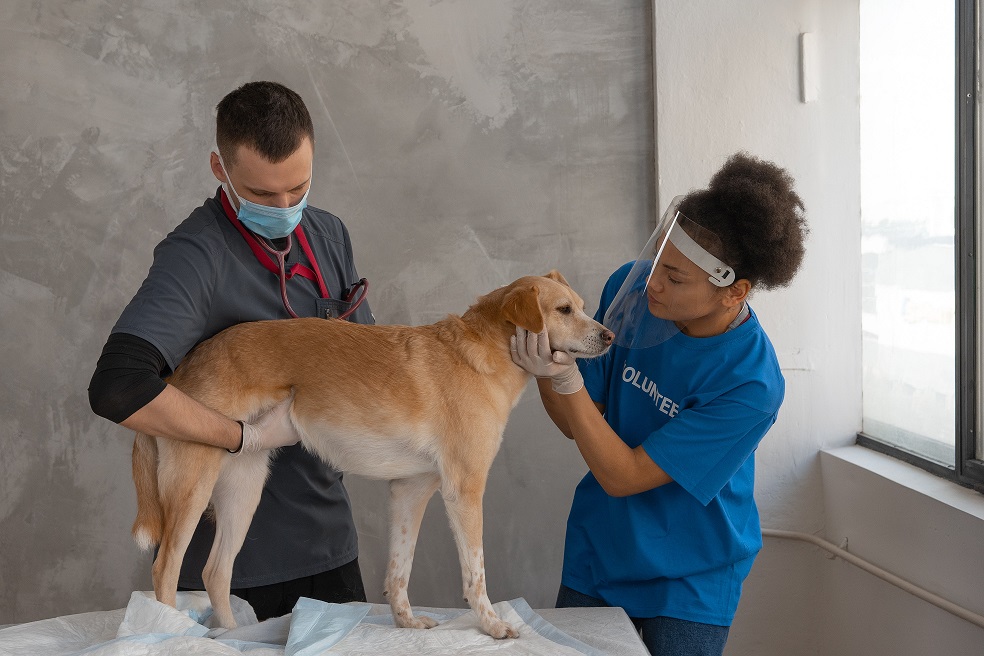 Veterinário aponta dicas importantes sobre a vacinação de animais de estimação