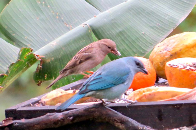 Roteiro de Observação de Aves da Costa Verde & Mar está disponível para o público