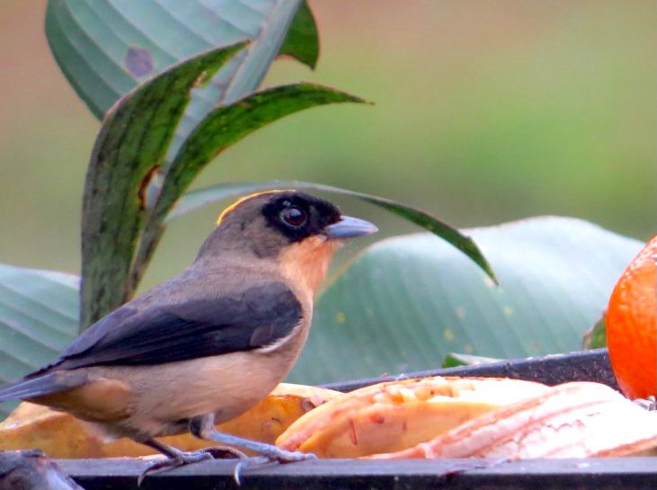 Cinco motivos para conhecer o Roteiro de Observação de Aves da Costa Verde & Mar 