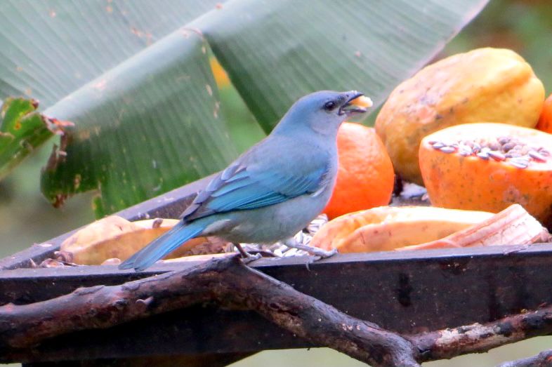 Cinco motivos para conhecer o Roteiro de Observação de Aves da Costa Verde & Mar 