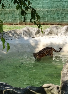 Animais ganham picolés, banhos de mangueira e piscina e até ar-condicionado no Bioparque Zoo Pomerode