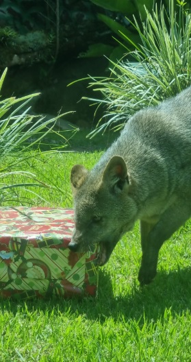Presentes de Natal são distribuídos para os animais do Zoo Pomerode