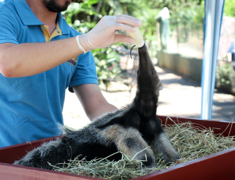 Filhote de tamanduá-bandeira recebe cuidados no Bioparque Zoo Pomerode