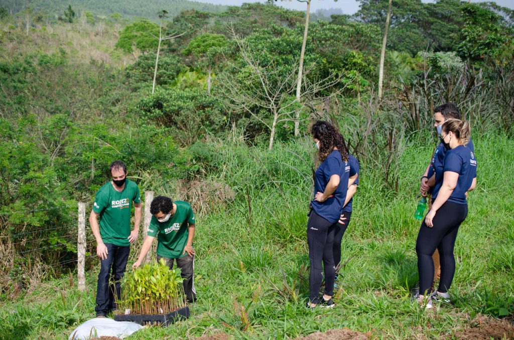 Projeto da Credifoz irá distribuir mais de mil mudas de árvores para plantio em cidades do Litoral catarinense