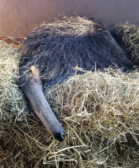 Animais ganham cobertores, aquecimento no habitat e novos alimentos no Bioparque Zoo Pomerode
