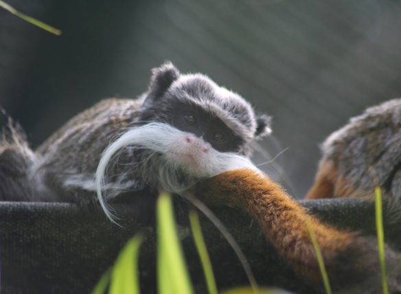 Bioparque Zoo Pomerode terá programação especial sobre Dia dos Primatas