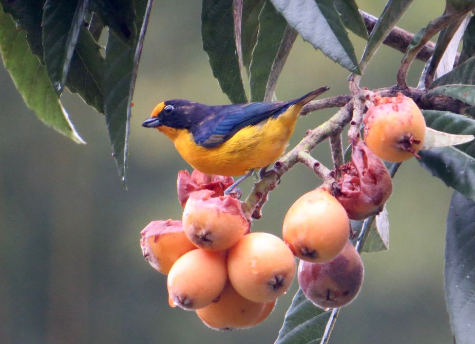 Cinco motivos para conhecer o Roteiro de Observação de Aves da Costa Verde & Mar
