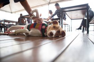 Balbúrdia Cervejeira promove encontro de cães adotados em Blumenau e Itajaí. Renda do chope será revertida a entidades de proteção animal