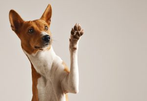 Médico veterinário explica como cuidar das patinhas de cães e gatos