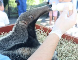 Filhote de tamanduá-bandeira recebe cuidados no Bioparque Zoo Pomerode. Ameaçado de extinção, o pequenino passa por adaptação em novo habitat