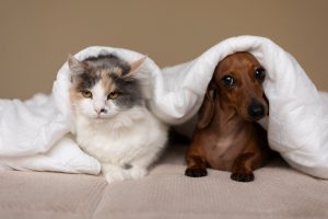 Cães e gatos precisam de cuidados especiais no Inverno