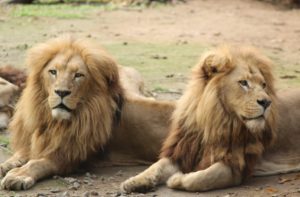Férias escolares: bioparque Zoo Pomerode é o destino para curtir em Santa Catarina