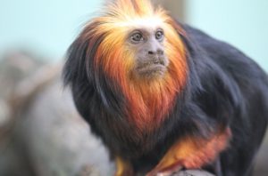 Bioparque Zoo Pomerode terá programação especial sobre Dia dos Primatas