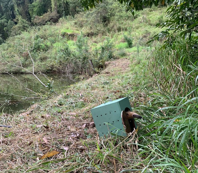 Tamanduá-mirim resgatado em Pomerode retorna ao seu habitat