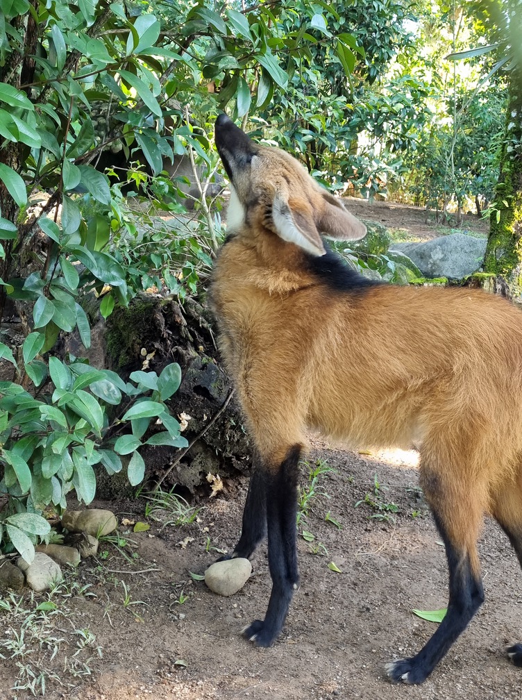 Lobo-guará adotado como cachorro desfruta de habitat e rotina ideal para sua espécie no Bioparque Zoo Pomerode