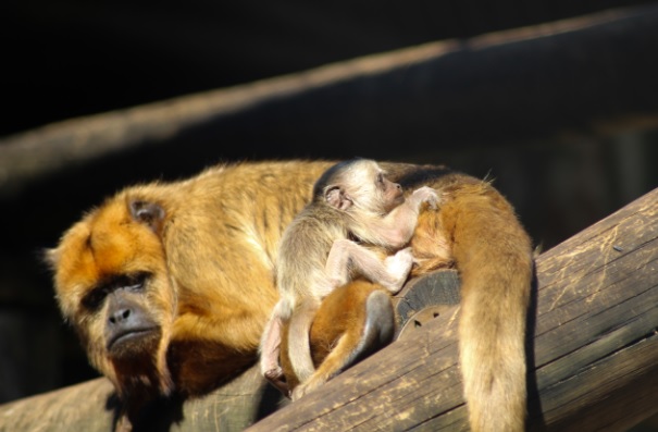 Bioparque Zoo Pomerode registra um marco: o nascimento de Bugio-preto